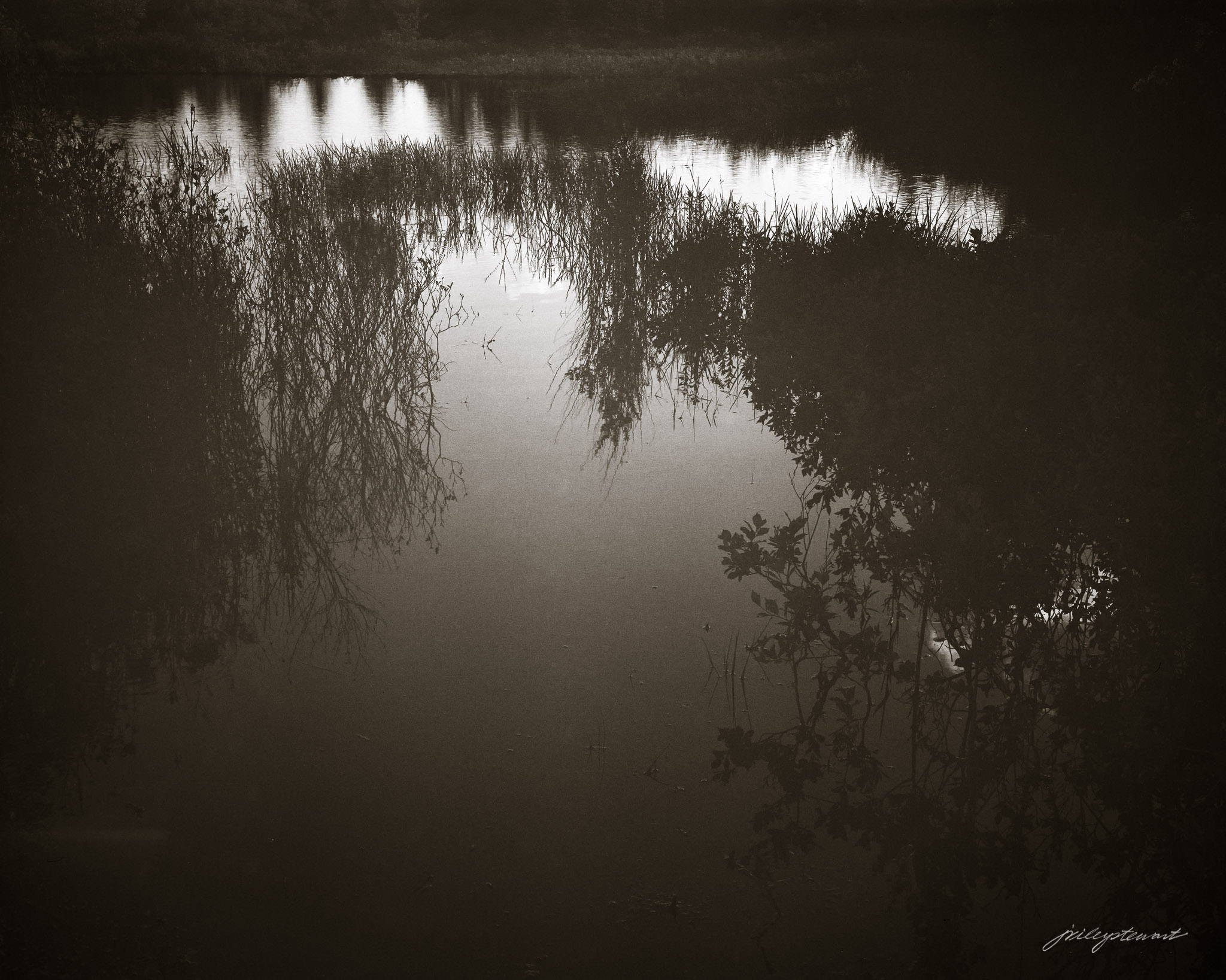 Night Falling on a Beaver Pond
